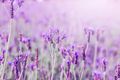Sunset-violet-lavender-field-provence-hokkaido 1205-1268.jpg