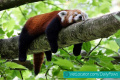 Cute-Red-Panda-08.jpg