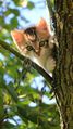 Cat climbing tree.jpg